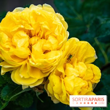 Photos : La Roseraie du val-de-Marne