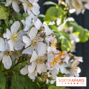 Photos : La Roseraie du val-de-Marne