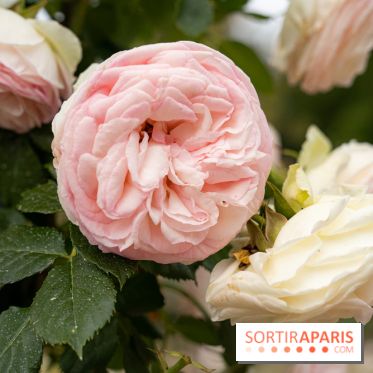 Photos : La Roseraie du val-de-Marne