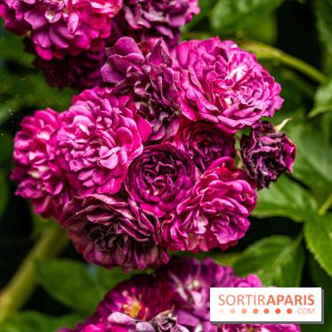 Photos : La Roseraie du val-de-Marne