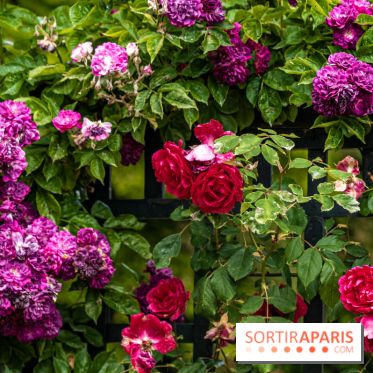 Photos : La Roseraie du val-de-Marne