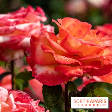 Photos : La Roseraie du val-de-Marne