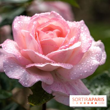 Photos : La Roseraie du val-de-Marne