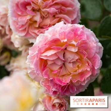 Photos : La Roseraie du val-de-Marne