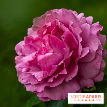 La Roseraie du Parc Lebaudy sur l'Ile de Puteaux