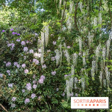 Arboretum de la Vallée-aux-Loups, une balade au milieu des arbres remarquables