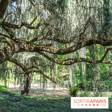 Arboretum de la Vallée-aux-Loups, une balade au milieu des arbres remarquables - A7C07793