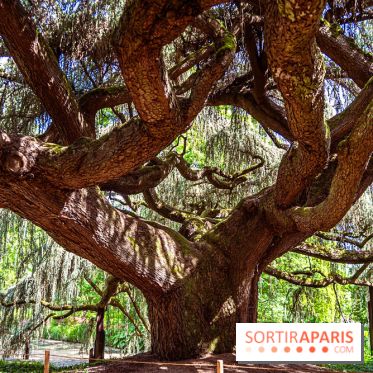 Arboretum de la Vallée-aux-Loups, une balade au milieu des arbres remarquables - A7C07788