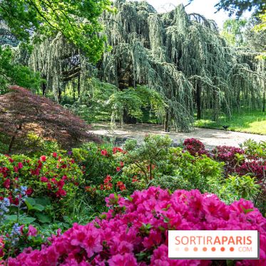 Arboretum de la Vallée-aux-Loups, une balade au milieu des arbres remarquables - A7C07775