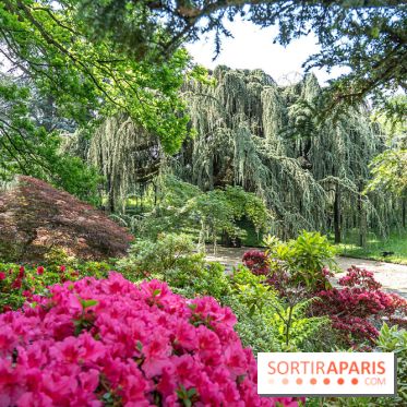 Arboretum de la Vallée-aux-Loups, une balade au milieu des arbres remarquables - A7C07777