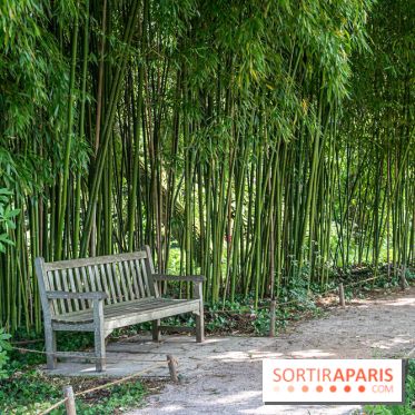 Arboretum de la Vallée-aux-Loups, une balade au milieu des arbres remarquables - A7C07758