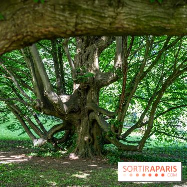 Arboretum de la Vallée-aux-Loups, une balade au milieu des arbres remarquables - A7C07705