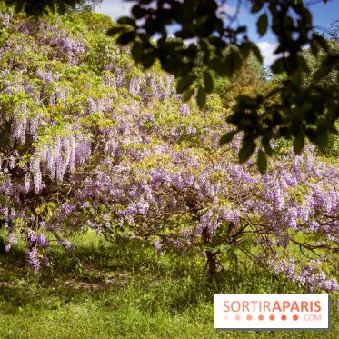 Arboretum de la Vallée-aux-Loups, une balade au milieu des arbres remarquables