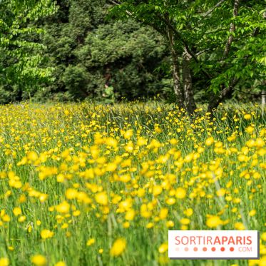 Arboretum de la Vallée-aux-Loups, une balade au milieu des arbres remarquables - A7C07704