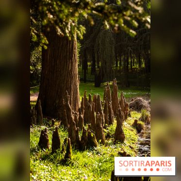Arboretum de la Vallée-aux-Loups, une balade au milieu des arbres remarquables - A7C09389