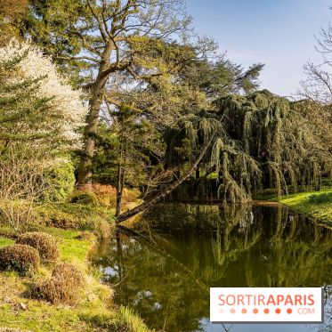 Arboretum de la Vallée-aux-Loups, une balade au milieu des arbres remarquables - A7C09394