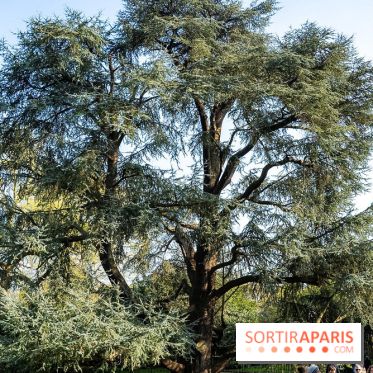 Arboretum de la Vallée-aux-Loups, une balade au milieu des arbres remarquables
