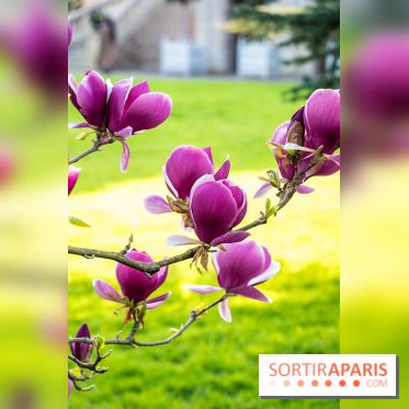 Arboretum de la Vallée-aux-Loups, une balade au milieu des arbres remarquables - A7C09405