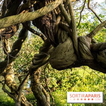 Arboretum de la Vallée-aux-Loups, une balade au milieu des arbres remarquables - A7C09407