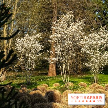 Arboretum de la Vallée-aux-Loups, une balade au milieu des arbres remarquables - A7C09409