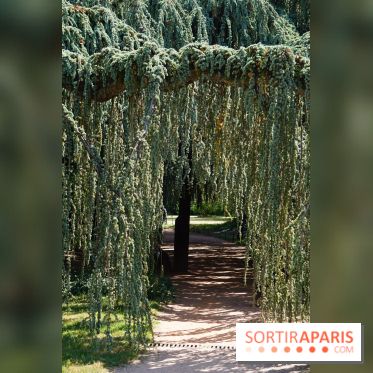 Arboretum de la Vallée-aux-Loups, une balade au milieu des arbres remarquables