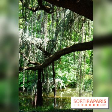 Arboretum de la Vallée-aux-Loups, une balade au milieu des arbres remarquables