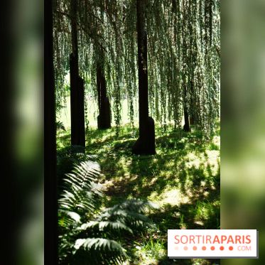 Arboretum de la Vallée-aux-Loups, une balade au milieu des arbres remarquables