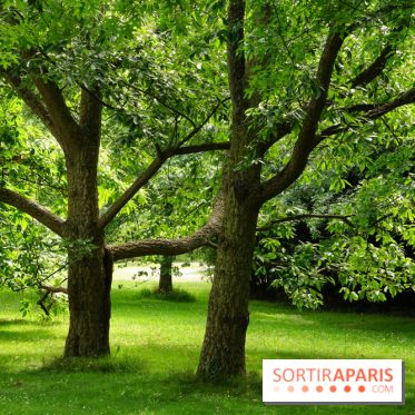 Arboretum de la Vallée-aux-Loups, une balade au milieu des arbres remarquables
