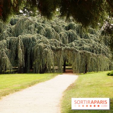 Arboretum de la Vallée-aux-Loups, une balade au milieu des arbres remarquables
