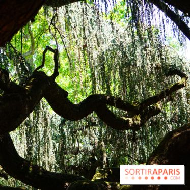 Arboretum de la Vallée-aux-Loups, une balade au milieu des arbres remarquables