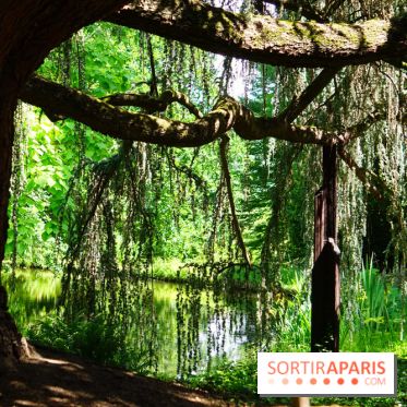 Arboretum de la Vallée-aux-Loups, une balade au milieu des arbres remarquables