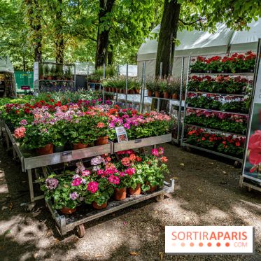 Jardins jardin aux Tuileries 2022