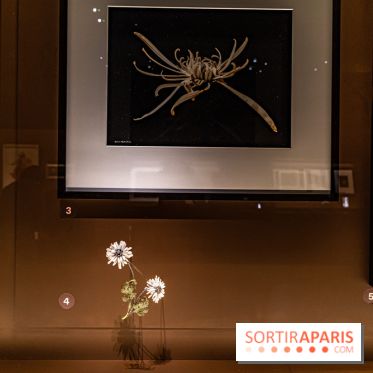 Exposition Végétal  by Chaumet aux Beaux Arts de Paris