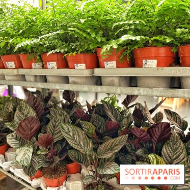 Plantes pour Tous, les prochaines ventes de plantes à partir de 2€ à Paris