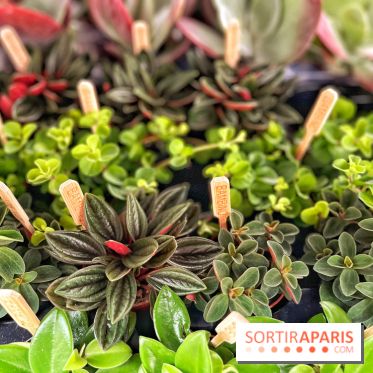 Plantes pour Tous, les prochaines ventes de plantes à partir de 2€ à Paris