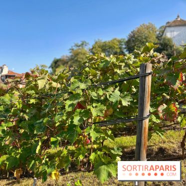 Visuels Paris - Clos Montmartre - Vignes
