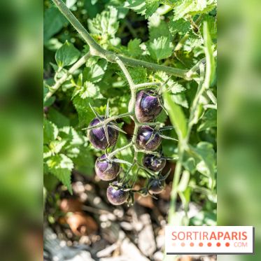 Le Potager du Roi de Versailles, Journées du Patrimoine 