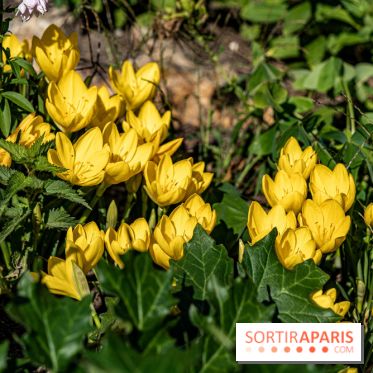 Le Potager du Roi de Versailles, Journées du Patrimoine 
