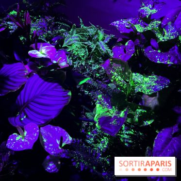 Forêt Bioluminescente - Serre Papillons