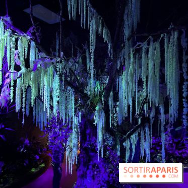 Forêt Bioluminescente - Serre Papillons