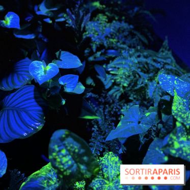Forêt Bioluminescente - Serre Papillons