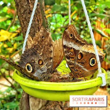 Serre Papillons - La Queue-lez-Yvelines