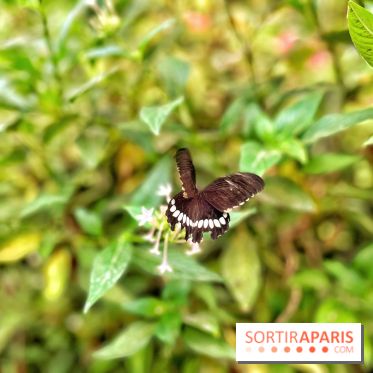 Serre Papillons - La Queue-lez-Yvelines