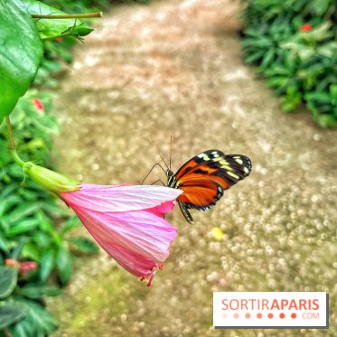 Serre Papillons - La Queue-lez-Yvelines