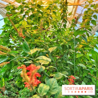 Serre Papillons - La Queue-lez-Yvelines