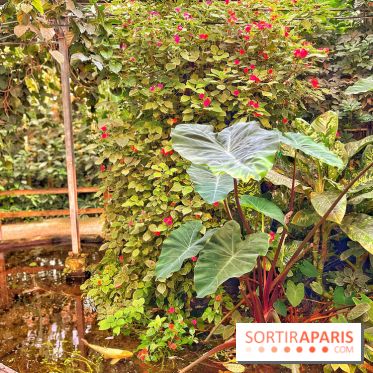 Serre Papillons - La Queue-lez-Yvelines