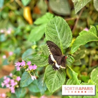 Serre Papillons - La Queue-lez-Yvelines