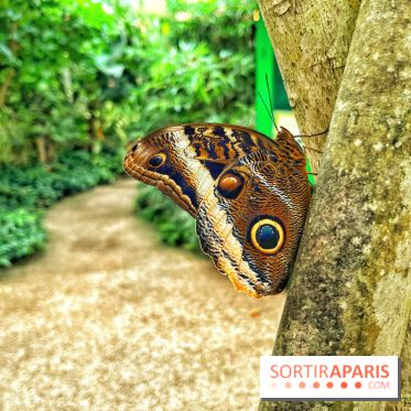 Serre Papillons - La Queue-lez-Yvelines