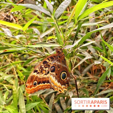 Serre Papillons - La Queue-lez-Yvelines
