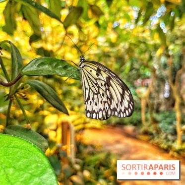 Serre Papillons - La Queue-lez-Yvelines
